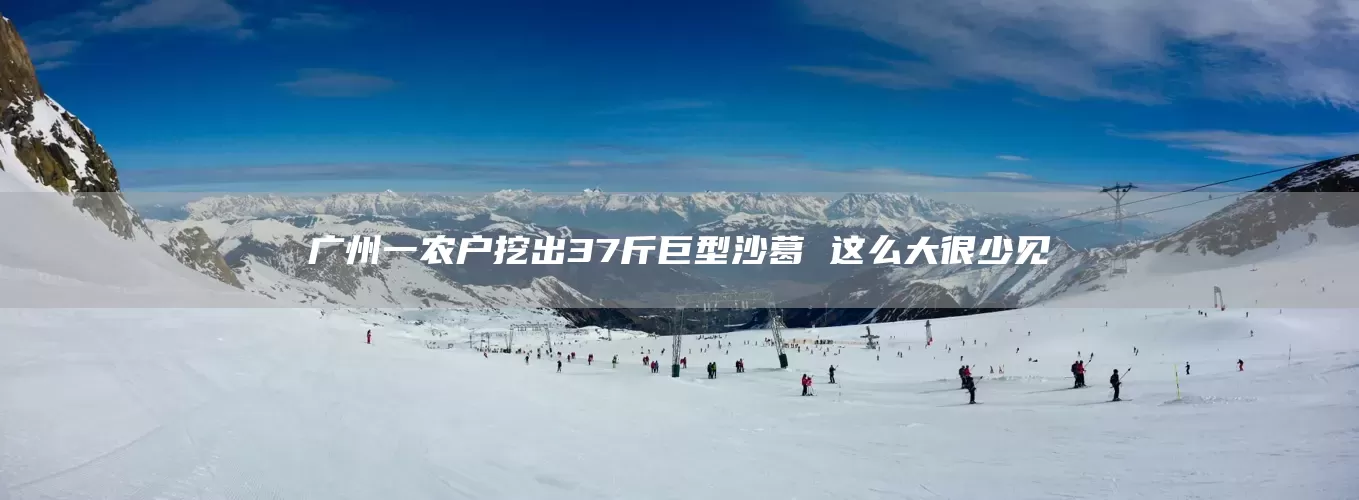 广州一农户挖出37斤巨型沙葛 这么大很少见(图1) 广州一农户挖出37斤巨型沙葛 这么大很少见(图1)