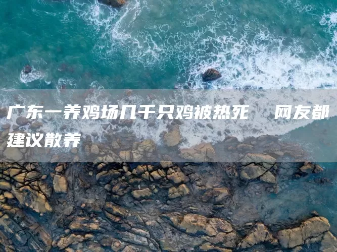广东一养鸡场几千只鸡被热死  网友都建议散养(图1)