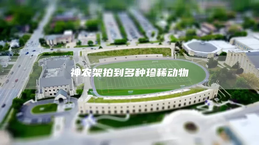 神农架拍到多种珍稀动物(图1)