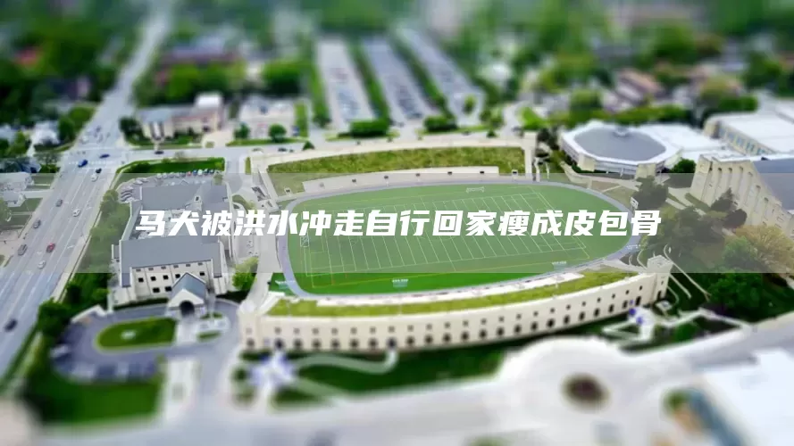 马犬被洪水冲走自行回家瘦成皮包骨(图1)